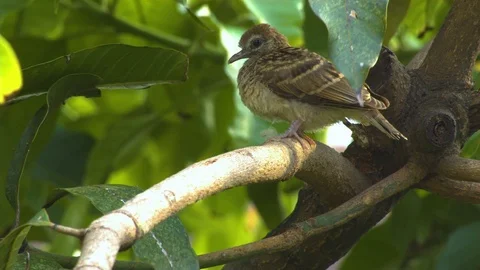 Little bird on a tree branch Stock Footage 80903889