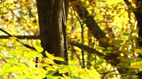 Little Bird on tree in Fall (LP-Voorhees-076) Vídeos de archivo 8929708