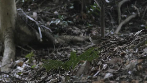 Little bird in the walking around in the forest Stock Footage 104440271