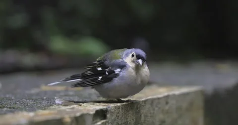 Little bird is watching, close-up, 4K slomo Stock Footage 249767598