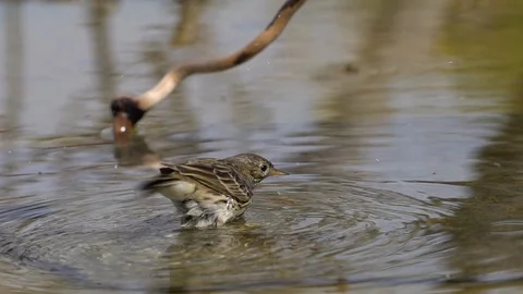 Little bird in the water Stock Footage 112352001