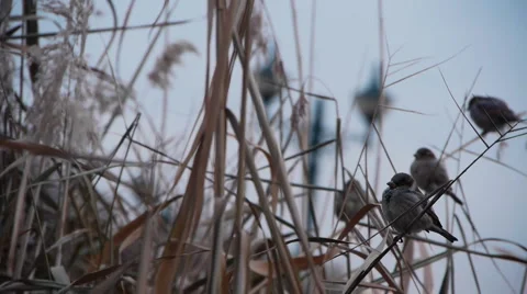 Little birds Video stock 909341