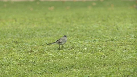 Little birds Stock Footage 101663193