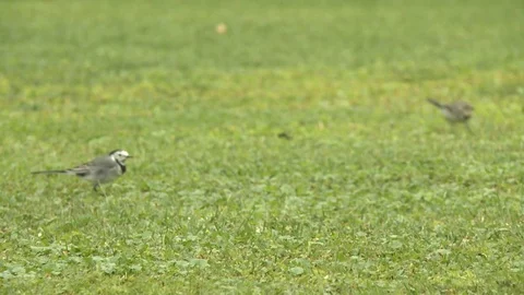 Little birds Stock Footage 101663204