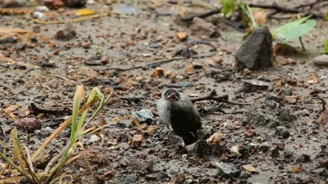 Little birds Video stock 241378201