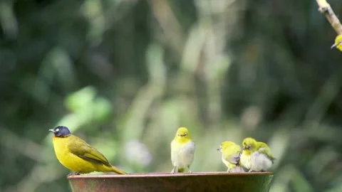 Little birds having bath in a ceramic bowl Stock Footage 169386193