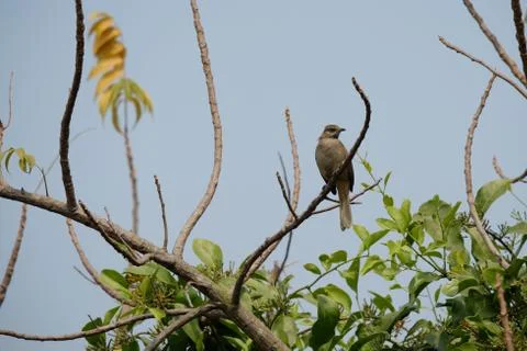 Little Birdy Foto stock