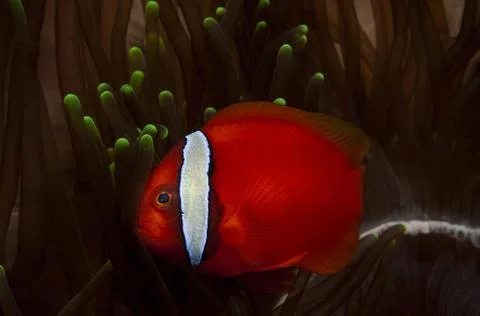 Little bit afraid Stock Photos