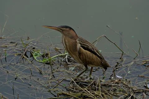 Little bittern (Ardeola bitterna) in its natural habitat. Stock Photos