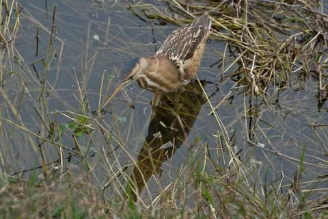 Little bittern (Ardeola bitterna) in its natural habitat. Stock Photos