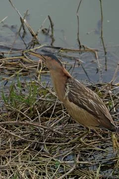 Little bittern (Ardeola bitterna) in its natural habitat. Stock Photos