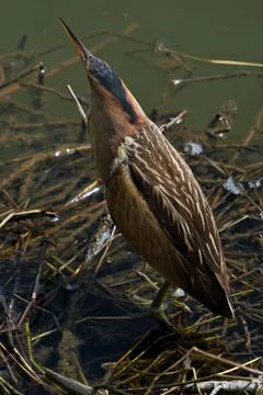 Little bittern (Ardeola bitterna) in its natural habitat. Stock-Fotos