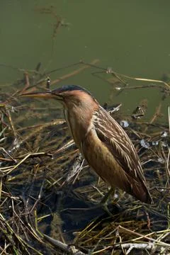 Little bittern (Ardeola bitterna) in its natural habitat. Stock Photos