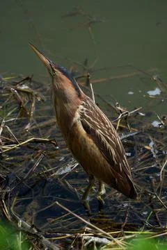 Little bittern (Ardeola bitterna) in its natural habitat. Stock Photos