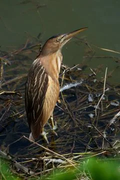 Little bittern (Ardeola bitterna) in its natural habitat. Stock Photos