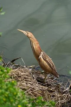 Little bittern (Ardeola bitterna) in its natural habitat. Stock Photos
