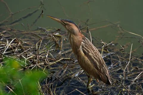 Little bittern (Ardeola bitterna) in its natural habitat. Foto stock