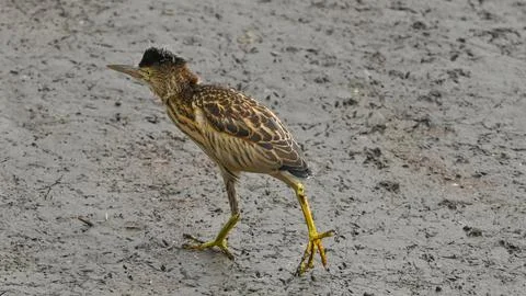 Little bittern on beach in marsh, foreground Foto stock