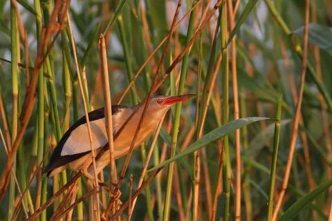 Little bittern bird in reed, Botaurus minutus Stock Photos