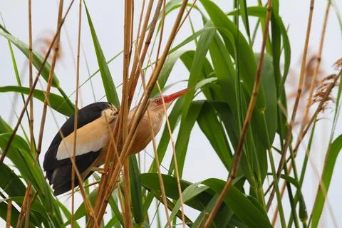 Little bittern bird in reed, Botaurus minutus Stock Photos