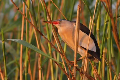 Little bittern bird in reed, Botaurus minutus Stock Photos