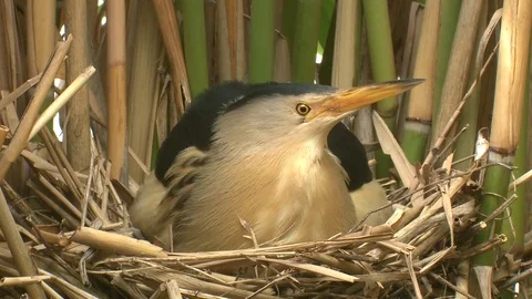 Little bittern Stock Footage 79041267