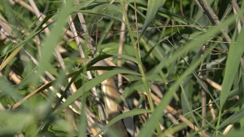 Little bittern (Ixobrychus minutus) Video stock 201676070