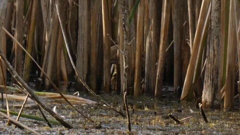 Little bittern Ixobrychus minutus prodding through dense reeds, Medium Shot Vídeos de archivo 333458587