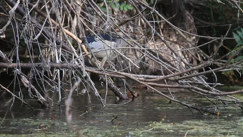 Little bittern (Tarabusino) drink in the branches of a pond -Italian Nature Video stock 95934530