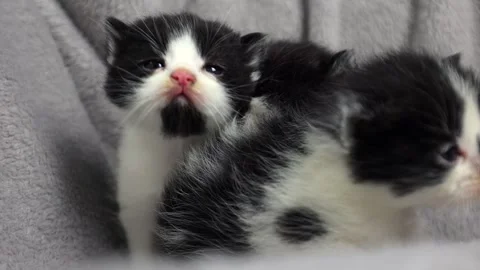 Little black and white kitten. A small cat on a gray blanket Stock Footage 243671653