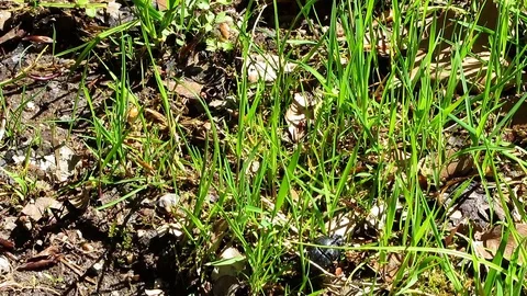 Little black beetle fighting its way through nature Stock Footage 100437604