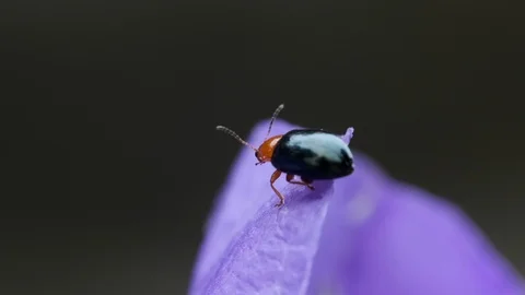 Little black bug sitting on a blue flower Video stock 114014207