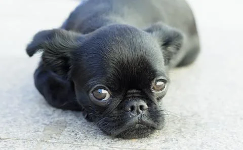 Little black dog a touching look calmly lies on the floor Stock Photos
