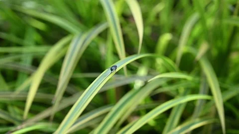 Little black fly on green grass Stock Footage 228604675