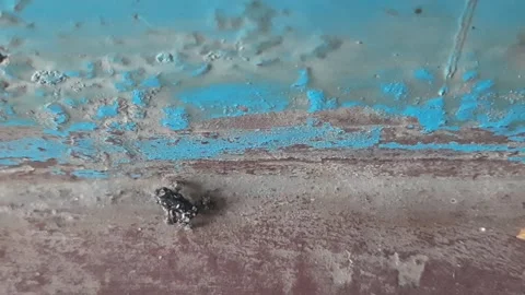 Little black frog. Stock Footage 282710338