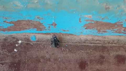 Little black frog. Stock Footage 282710555