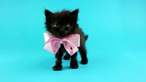 Little black kitten with pink bow, looking around Stock Footage 74227236