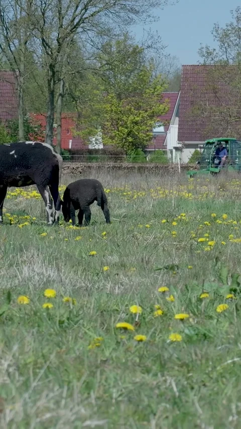 Little Black Lamb Walking With Its Mother In Green Meadow Video stock 335477230