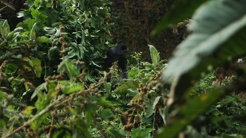 Little black monkey in the jungle Video stock 104975502