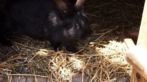 Little black rabbit Video stock 111748829