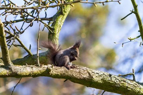 Little black squirrel shells a nut on a tree. The sky is blue. Stock Photos