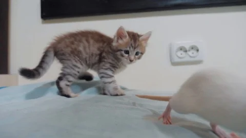 little black striped kitten playing Stock Video Pond5