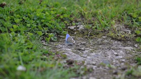 Little Blue 1 库存影片 113848298