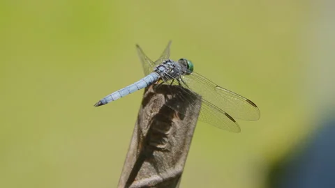 Little Blue Dragonfly Stock Footage 280436517