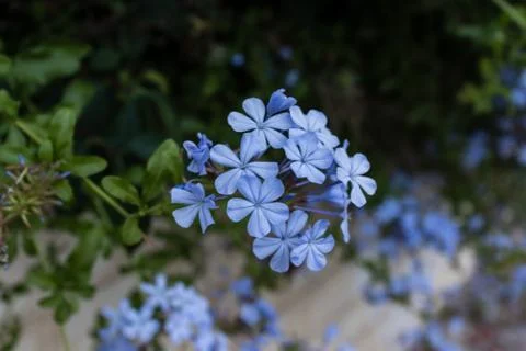 Little blue flower closeup Stock Photos