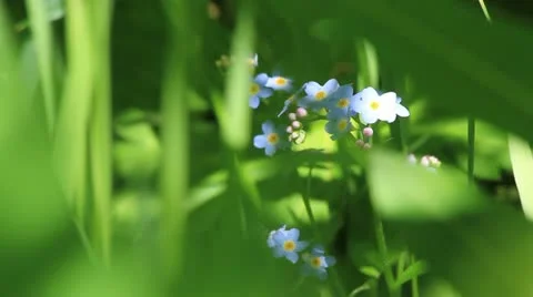Little blue flowers ECU Stock Footage