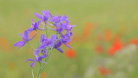 Little blue flowers Stock Footage 11163829