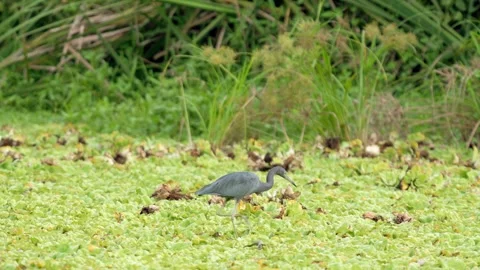 Little Blue Heron (Egretta caerulea) Hunting Across Wetland Vegetation 스톡 동영상 339498640