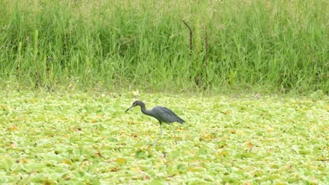 Little Blue Heron (Egretta caerulea) Hunting Across Wetland Vegetation 스톡 동영상 339498688