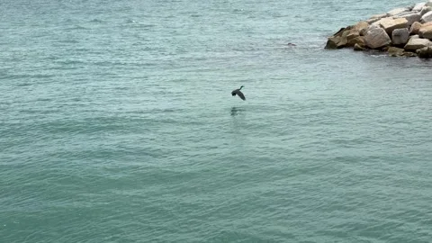 Little Blue Heron Flying Low Over Coastal Ocean Water Near Rocky Breakwater Stock-Footage 346572736